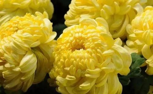 国产爆菊花,绽放民族特色的创新之花  第2张