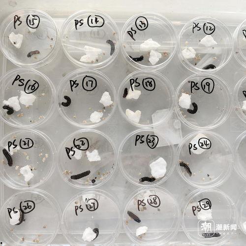 国产冒白浆,揭秘传统工艺与现代创新的完美融合  第2张