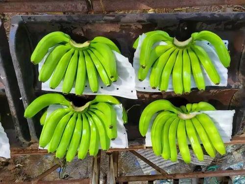 国产在线大香蕉,揭秘国内热门影视平台背后的故事 第3张 国产在线大香蕉,揭秘国内热门影视平台背后的故事 第3张