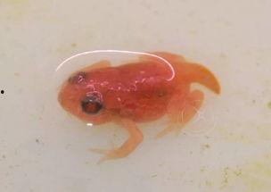 国产蝌蚪,创新科技引领未来生态养殖新篇章 第2张 国产蝌蚪,创新科技引领未来生态养殖新篇章 第2张