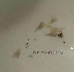 国产蝌蚪,创新科技引领未来生态养殖新篇章 第3张 国产蝌蚪,创新科技引领未来生态养殖新篇章 第3张