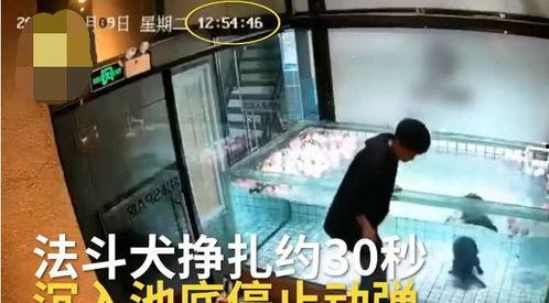 主人调教视频国产,从调教视频看国产崛起之路  第3张