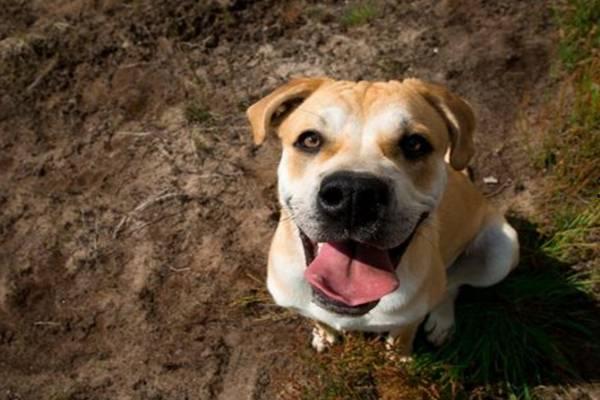 国产人与狗,探寻人类与动物和谐共生的奥秘  第3张